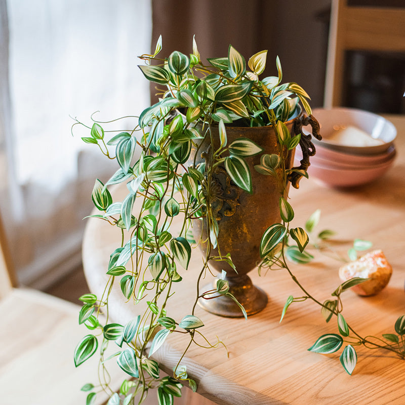 Chlorophytum Green Plant Simulation