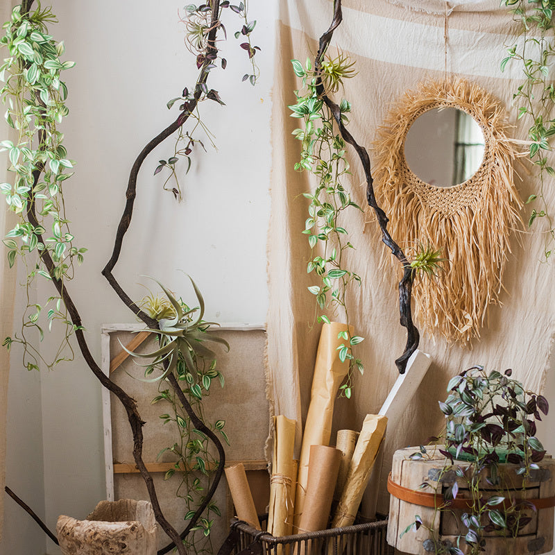 Chlorophytum Green Plant Simulation