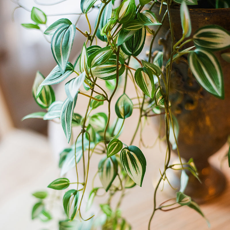 Chlorophytum Green Plant Simulation